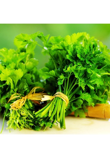 Bykurt Sunagri Maydanoz Tohumu - Geniş Yapraklı Yüksek Aromalı Taze Tüketim İçin İdeal Maydonoz