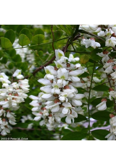 Tüplü Beyaz Çiçekli Akasya acacia Bitkisi Fidanı