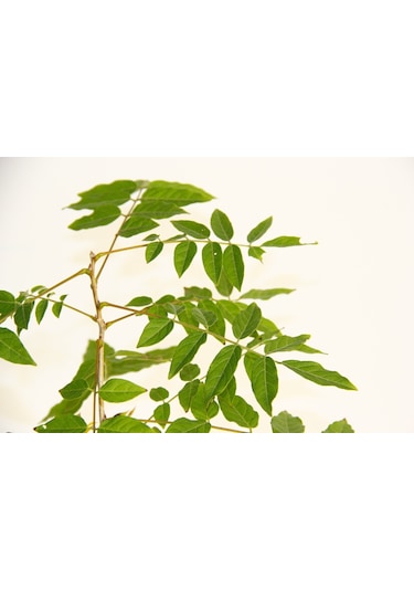 Bonsai Mor Salkım Fidanı