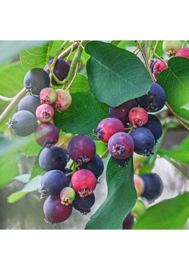 Saskatoonberry Meyve Fidanı 1-2 Yaş Arası Saksılı 30-60 Cm Boy