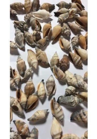 %100 NATUREL DOĞAL GERÇEK DENİZ KABUĞU 500 Gram -MMM4761
