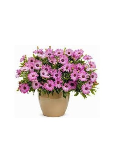 150 Adet Tohum Nadir Bulunan Pembe Papatya Çiçeği Tohumu Yeni Ürü