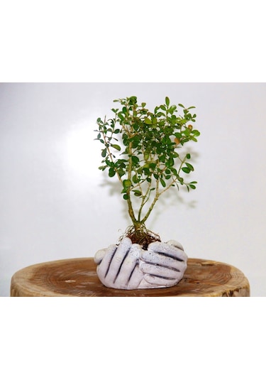 Dekoratif Avuç Saksıda Bonsai Buxus