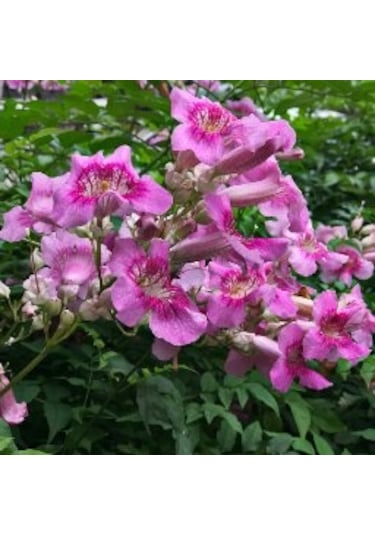 Pembe Acem Borusu Sarmaşığı Tohumu 5 Tohum