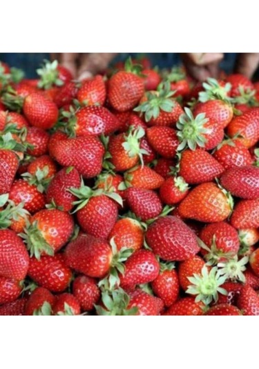 Çilek Tohumu Tadı Lezzetli Doğal 100 Adet Tohum Ev Bahçe Ve Saksı Ekimleri Için Çilek Tohumu