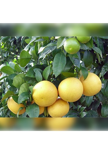 Greyfurt Fidanı Beyaz Marsh Yaş 3 Boy 70-110 Cm Soğuklara Dayan