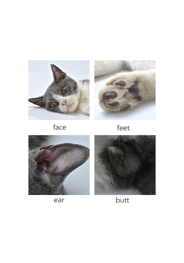 Pazly Köpek Kedi Tüy Kesme Makinesi, Evcil Hayvan Bakım Aracı, Elektrikli Usb Şarjlı Kırpma Makası