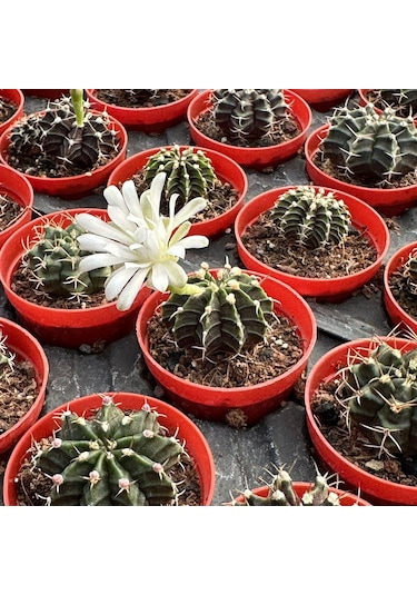 5.5 Luk Saksıda Gymnocalycium Mihanovichii Çene Kaktüsü 1 Adet