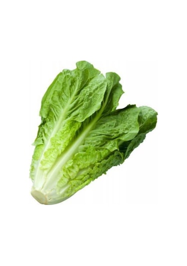 Göbekli Yedikule Marul Tohumu 100 Adet Tohum