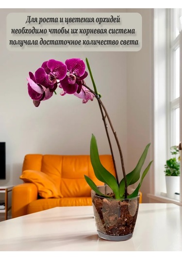 Saburg Orkide Saksısı Çiçek Saksısı Şeffaf 1,5 Litre Set 74784764