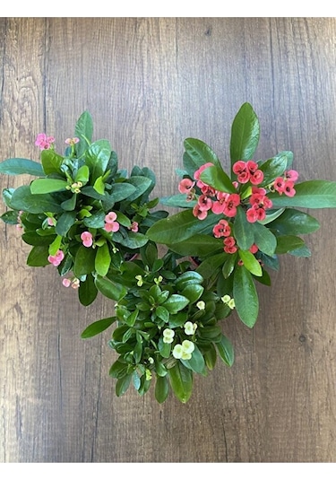 Thebestonline Euphorbia Milii - 3'lü Dikenler Tacı Set