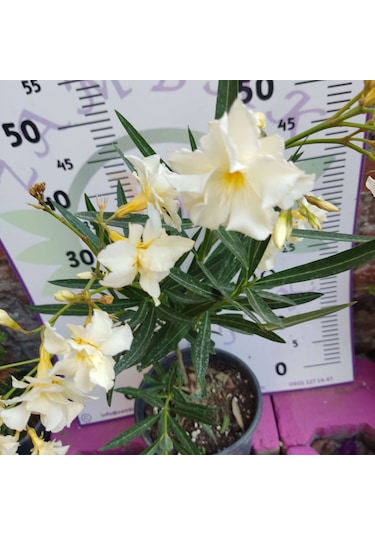 Zakkum Çiçeği Nerium Oleander - Renkli Ve Dayanıklı Çiçekli Bitki