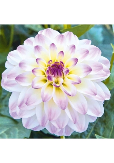 Çift Renk Dahlia Yıldız Çiçegi Soganı ( 4adet )-4155100534