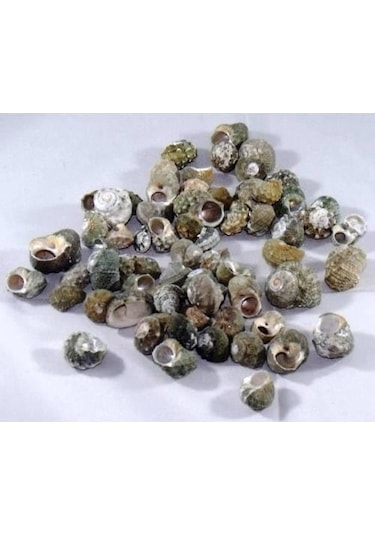 %100 NATUREL DOĞAL GERÇEK DENİZ KABUĞU 500 Gram -MMM4760
