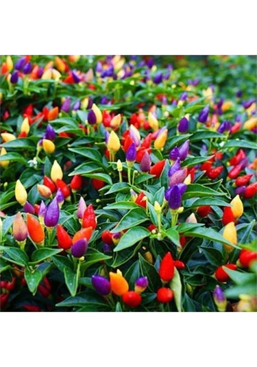 Yediveren Acı Süs Biberi Tohumu 100 Adet Biber Tohumu