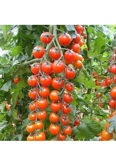 Bykurt Sunagri Salkım Domates Tohumu - Lezzetli, Minik Boy, Kahvaltı Ve Salatalar İçin