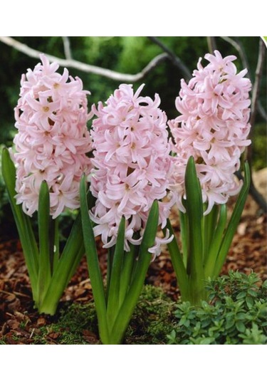 Pembe Sümbül Soğanı 5 Adet