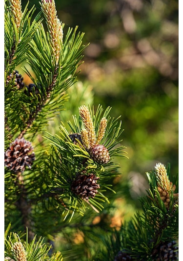 Intense Natural Sedir Ağacı Yağı 10 ML