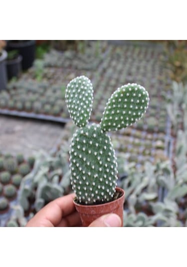Tavşan Kaktüs/beyaz Dikenli . 5.5 Cm Saksıda