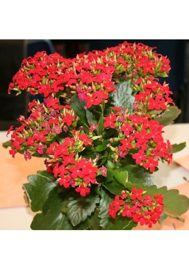 Kırmızı Kalanşo Çiçeği 3 Adet