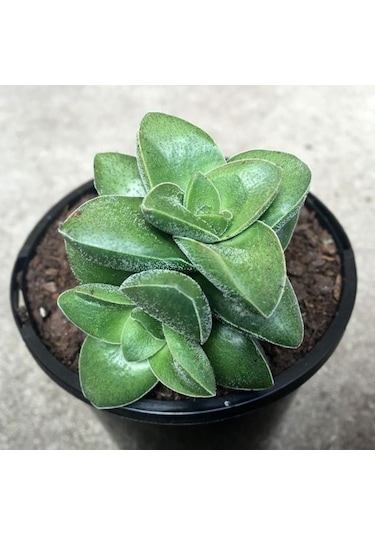 Crassula Springtime - 5 Adet Sukulent - Teraryum Bitkisi