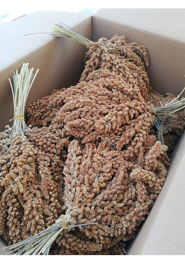 Doğal Daldarı Kızıl Darı 1 KG