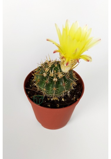 Notocactus Summammulasus Nadide Özel Tür Kaktüs Nadir Kaktüs 5.5