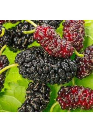 Siyah Dut Avusturalya Cins 60-100 Cm 1-2 Yaş Arası