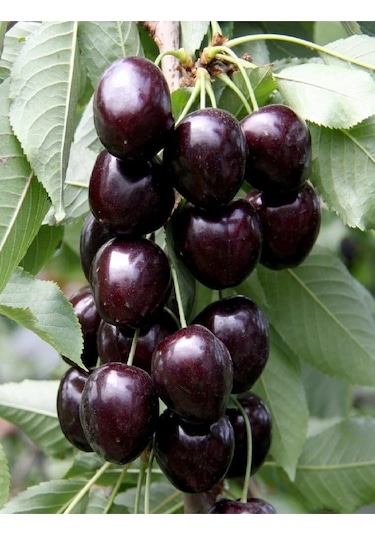 2 Adet Kara ( Siyah ) Kiraz Fidanı 3 Yaş