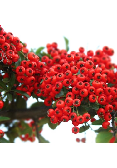 "tüplü Kırmızı Bodur Ateş Dikeni - Dinamizm Katın