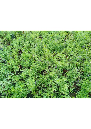 Mavi Süs Adaçayı 3 Adet - Salvia Microphylla Blue Monrovia