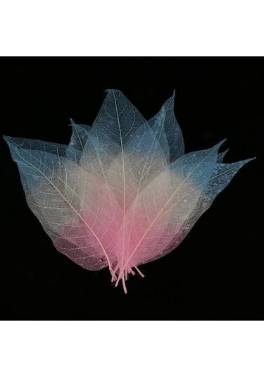 Suntek 50 Parça Doğal Manolya İskelet Yaprak Yaprak