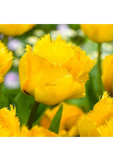 Crystal Star Sarı Fırfırlı Lale Soğanı 4 Adet