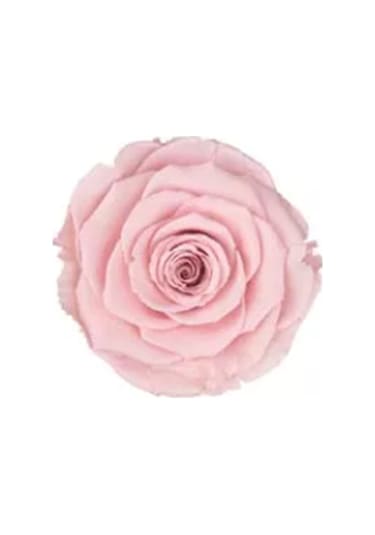 Rose Amor PİNK - 04 PEMBE şoklanmış solmaz gül XL