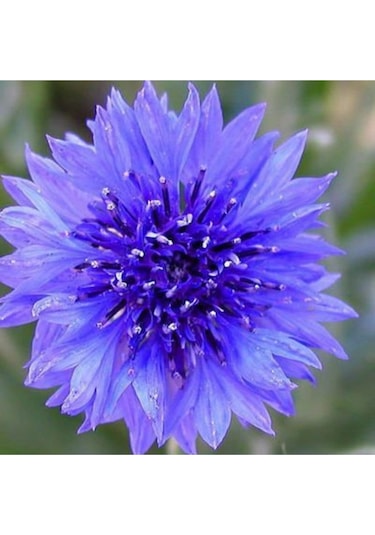 Mavi Renkli Yıldız Çiçeği Soğanı (Dahlia) 2 Adet - ADAFDN0390