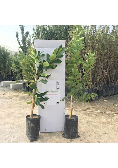 Tüplü Yediveren Limon şadok Ağaç Kavunu 1-2 Yaş 90-110cm