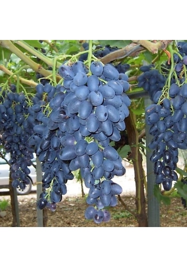 Tüplü Çekirdeksiz Siyah Hatun Parmağı Üzüm AsmaBağ Fidanı