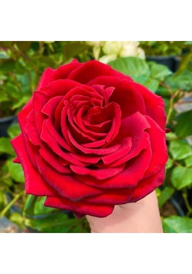 Tüplü İri Goncalı Soğuklara Dayanıklı Kokulu Venüs Yediveren Gül Fidanı