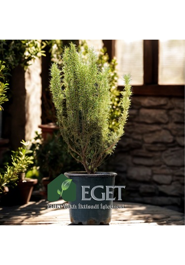 Saksıda Organik Biberiye Rosmarinus Officinalis