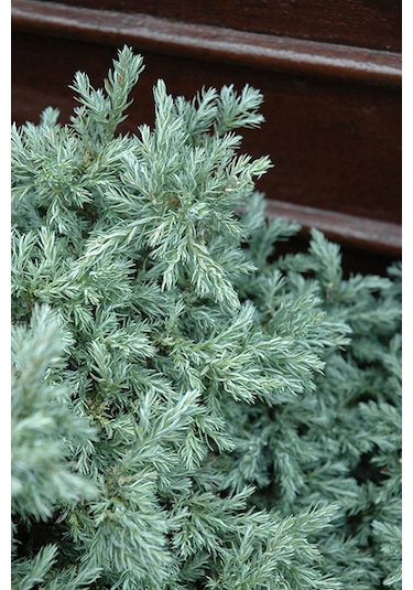 Boulevard Savara Yer Örtücü Yalancı Servi Fidanı 1-2 Yaş Arası