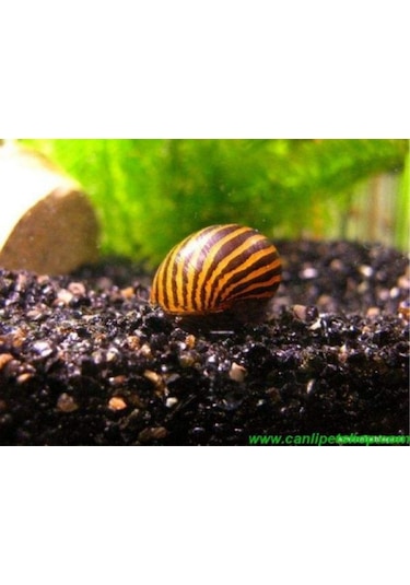 Nerite Salyangoz Zebra 1 Adet iri Boy