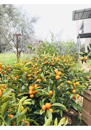Saksılı Bodur Kumkat ( Kamkat ) Fidanı
