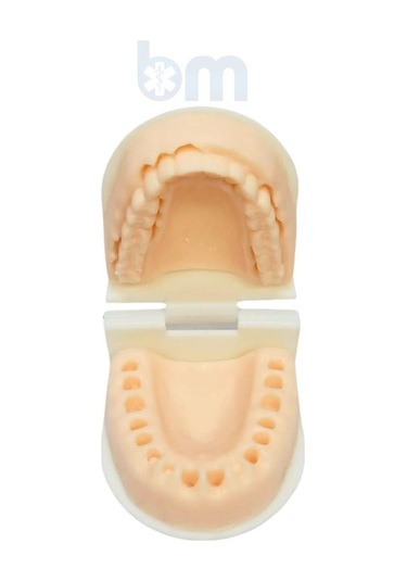 Barışhan Medikal Silikon Çene Diş Dikiş Modeli Ortodontik Alt Üst Çene Periodontal Sütür Eğitim Modeli-5