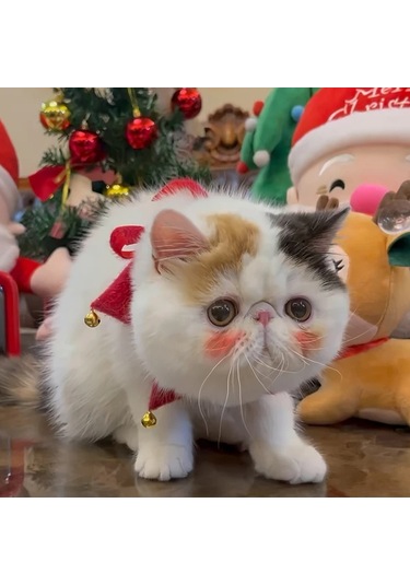 Elmpaly Koyu Yeşil S Küçük Ve Büyük Köpek Ve Kedi İçin El Yapımı Polar Kaplama Yün Atkı