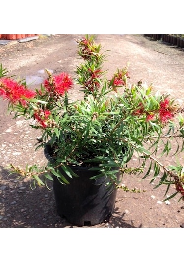 SİYAH ÜRETİM SAKSISI 50 ADET - 5 LT 21 CM