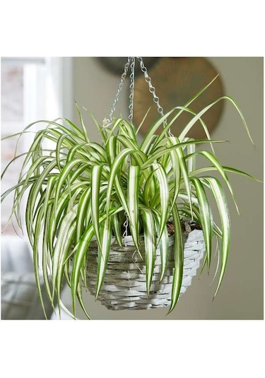 Kurdele Çiçeği  (Chlorophytum comosum) - Askılı Saksıda
