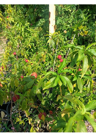 Yeşil Deniz Fidancılık Tüplü Bodur Nektar Fidanı 50-80 Cm