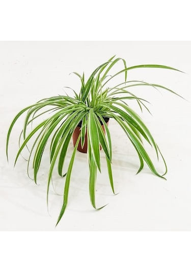 Variegatum Chlorophytum Comosum Kurdele Çiçeği 10-20 Cm