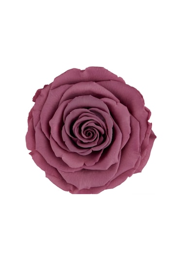 Rose Amor VİO-02 MENEKŞE RENGİ şoklanmış solmaz gül XL