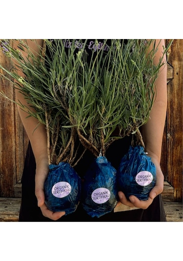 EGET Organik Lavanta Fidesi-12 Adet